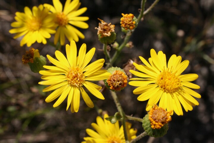 Aster doré (Chrysopsis speciosa)