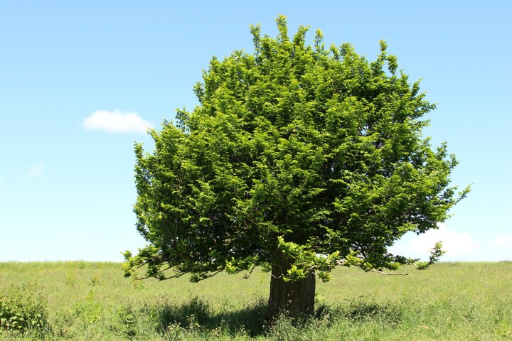 Charme (Carpinus betulus)
