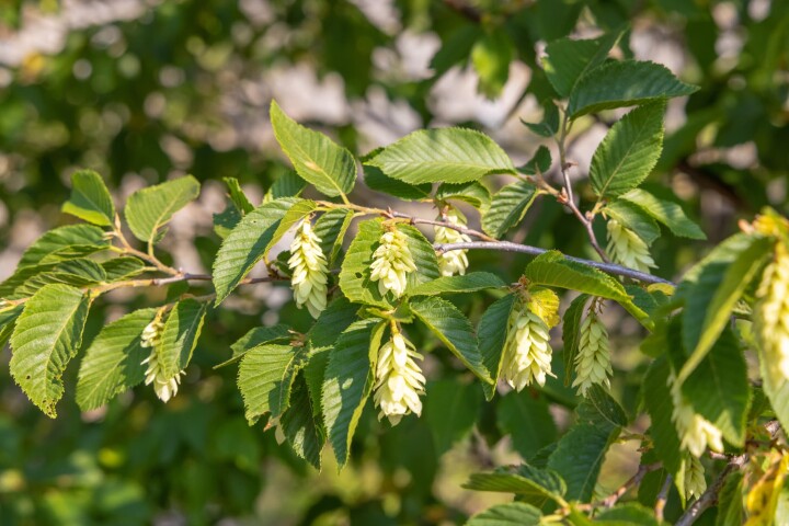 Charme à feuilles de houblon (Ostrya carpinifolia)