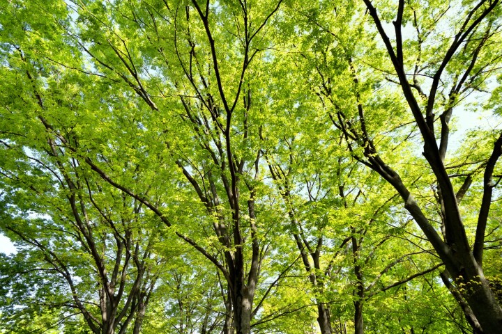 Zelkova du Japon (Zelkova serrata)
