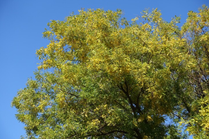 Styphnolobium japonicum (arbre à cordes japonais)