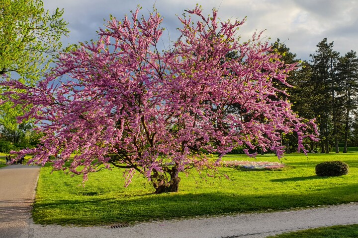 Arbre de Judas (Cercis siliquastrum) 