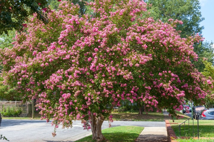 Lagerstroemia indica (Lagerstroemia indica)
