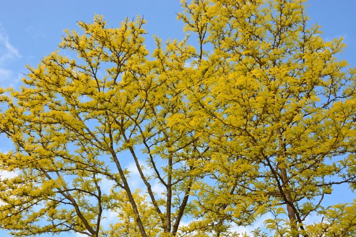 Gleditsia à trois épines (Gleditsia triacanthos)