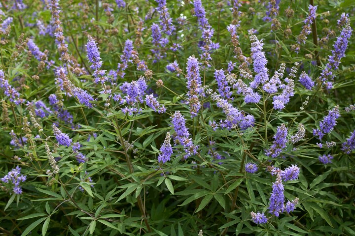 Gattilier (Vitex agnus-castus)