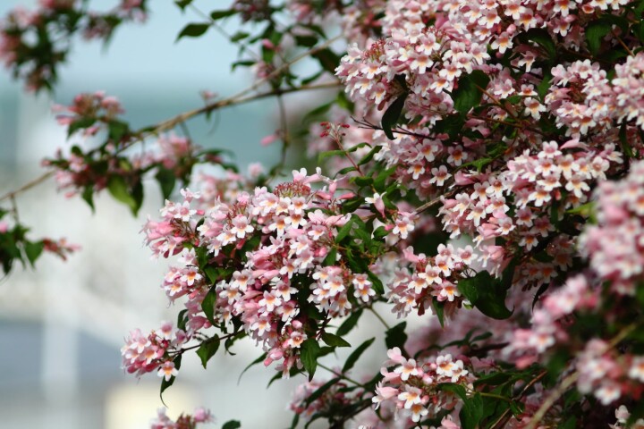 Arbuste à nacres (Kolkwitzia amabilis)