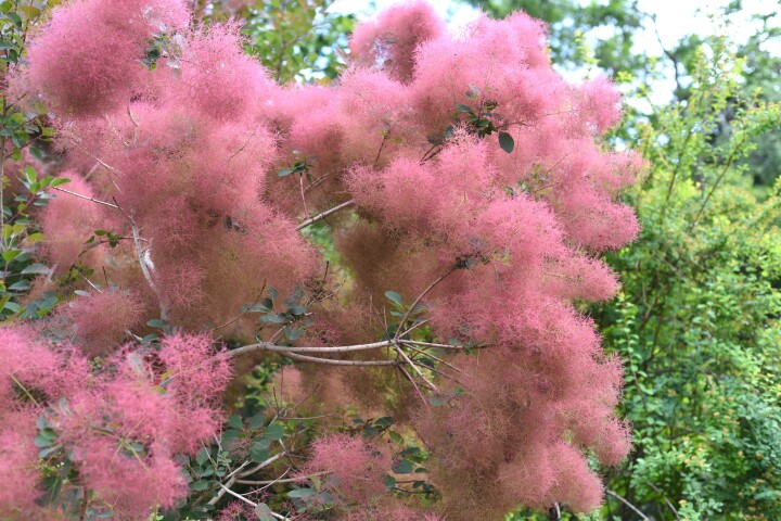 Arbuste à perruque (Cotinus coggygria)