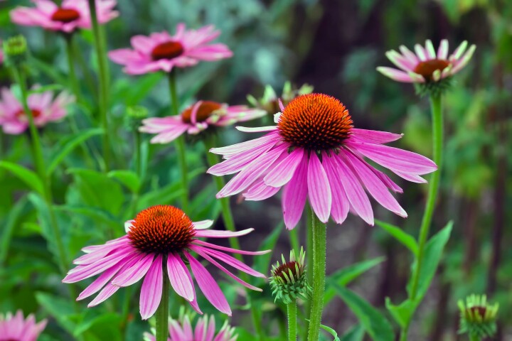 Échinacée pourpre (Echinacea purpurea)