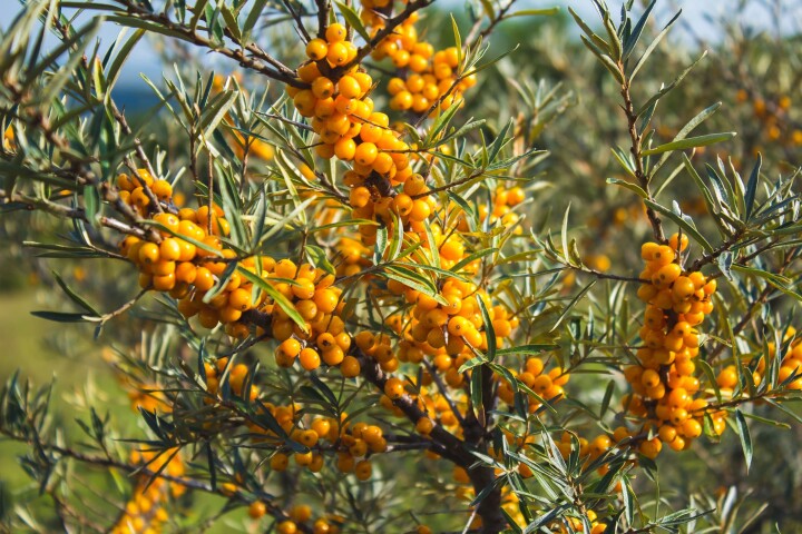 Argousier (Hippophae rhamnoides)