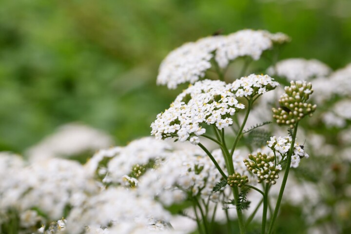 Achillée millefeuille (hybride d’Achillea millefolium)
