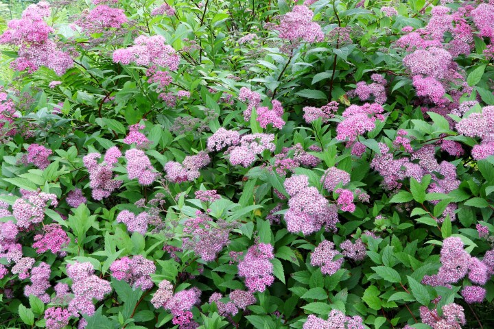 Spirée du japon (Spiraea japonica)