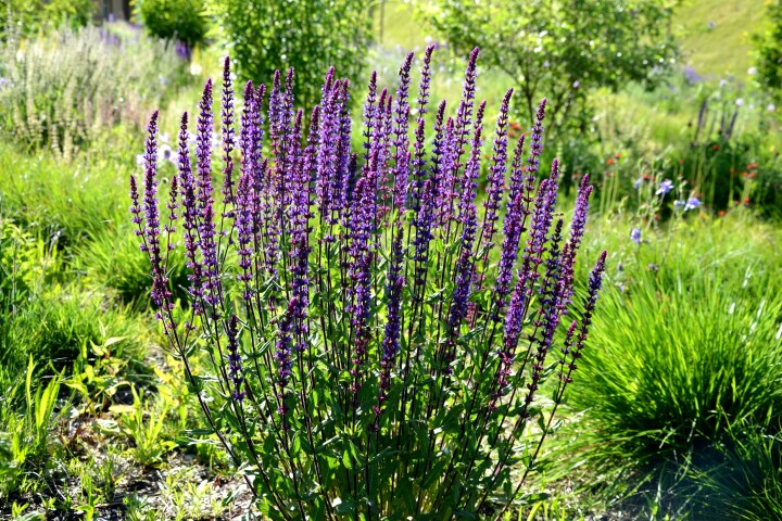 Sauge des steppes (Salvia nemorosa)