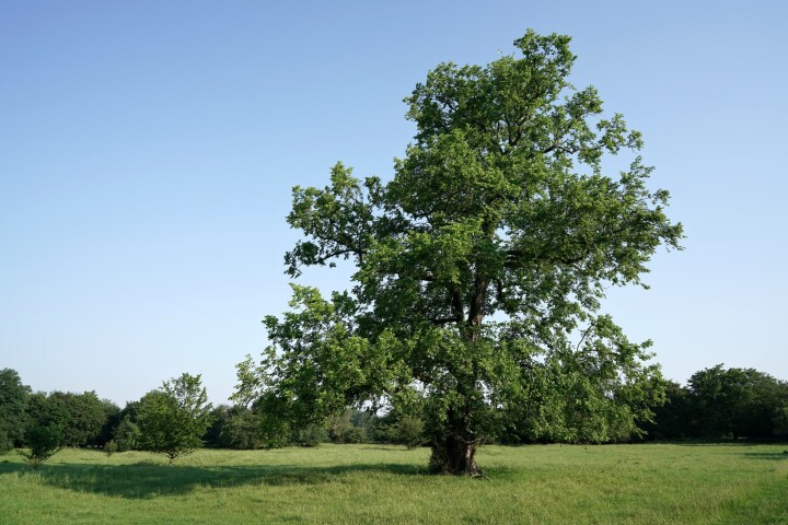 Orme (Ulmus laevis)