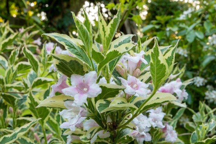 Weigela (Weigela florida)