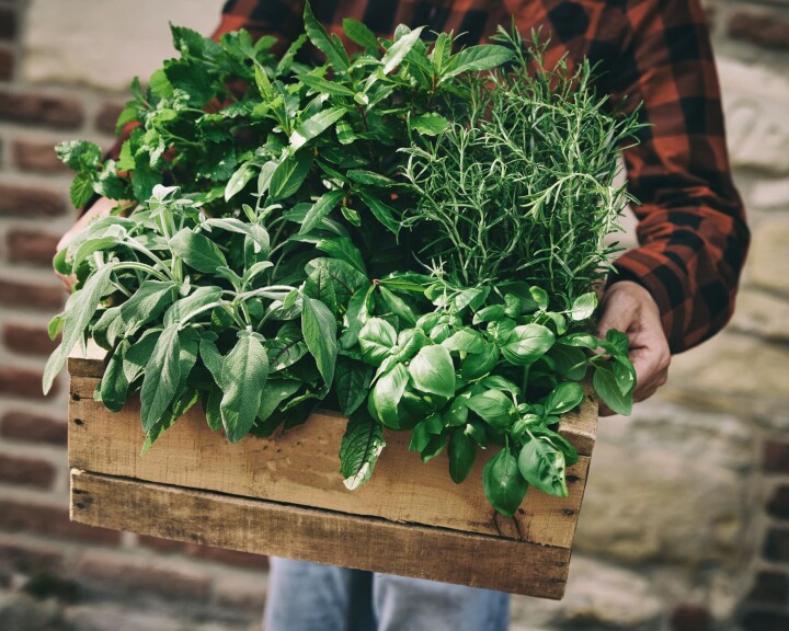 Caisse en bois remplie d'herbes aromatiques du jardin
