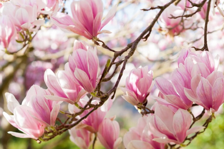 magnolie