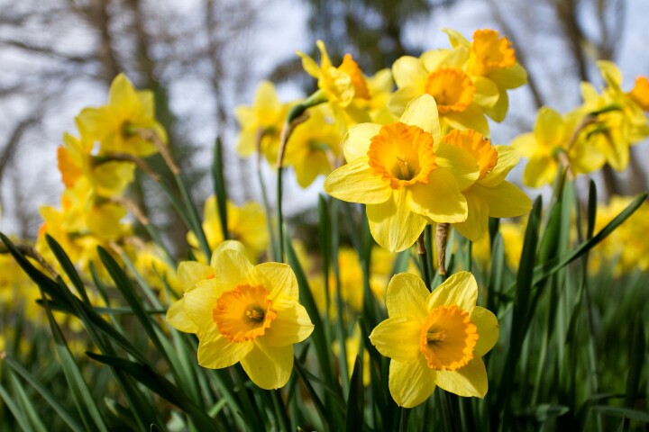 Narcisses