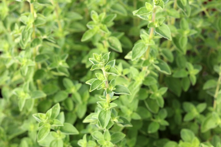 oregano