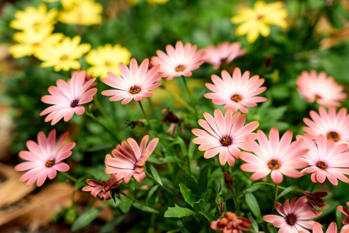 osteospermum 