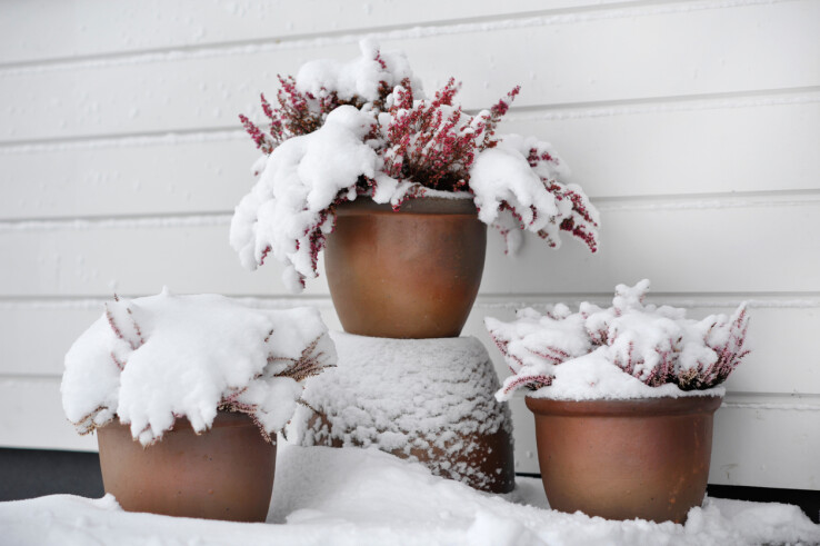 Des plantes en pot recouvertes de neige, disposées contre le mur d'une maison pour les protéger du gel en hiver.