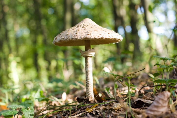 Parasol (Macrolepiota procera)