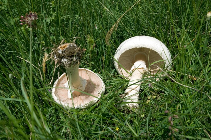 Schafchampignon (Agaricus arvensis)