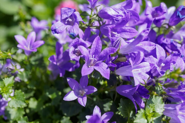 polsterglockenblumen