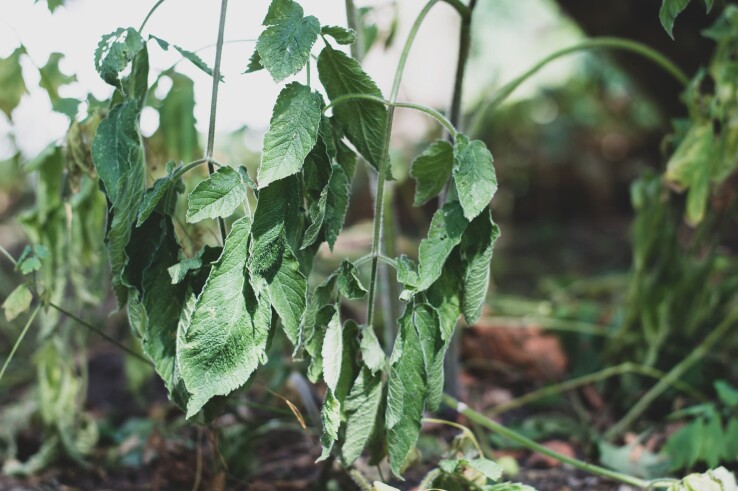 Plante de jardin flétrie à cause de la chaleur et de la sécheresse. Image symbolique illustrant la protection contre la chaleur dans le jardin 