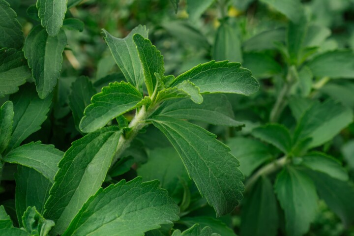 stevia