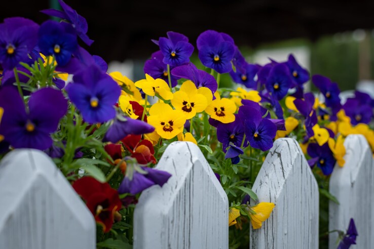 Blühende Stiefmütterchen als farbenfrohe Frühlingsblumen im Garten.