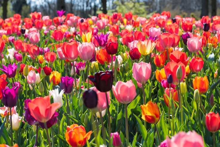 Bunt blühende Tulpen in einem Frühlingsgarten