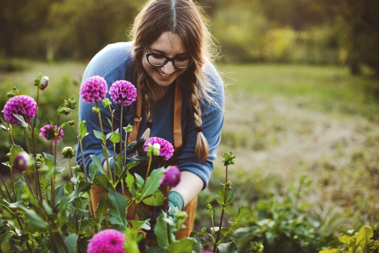 Frau pflegt Dahlien im Garten