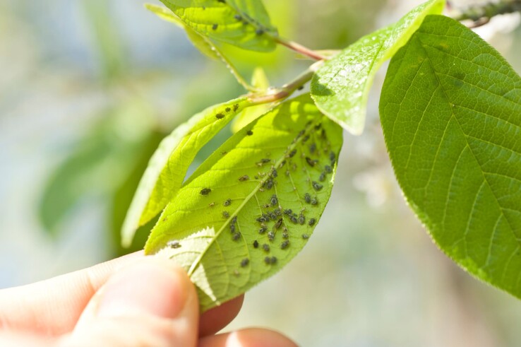 Des pucerons sur les feuilles d'une plante de jardin.