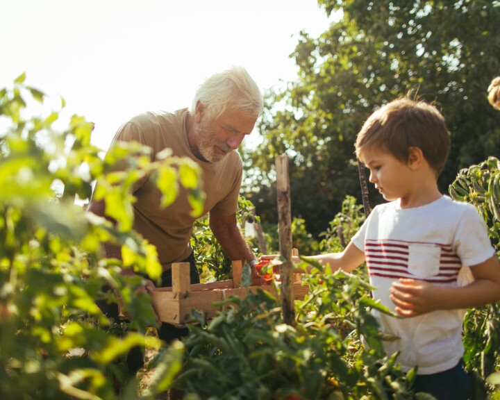 Une famille travaille dans son potager