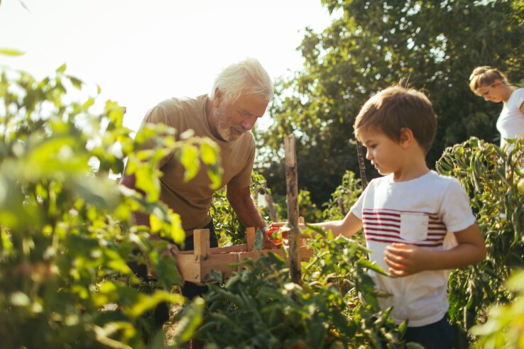 Une famille travaille dans son potager