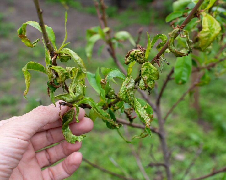 Une main tient une pousse dont les feuilles sont enroulées et décolorées, signe d'une maladie végétale affectant un arbre de jardin.