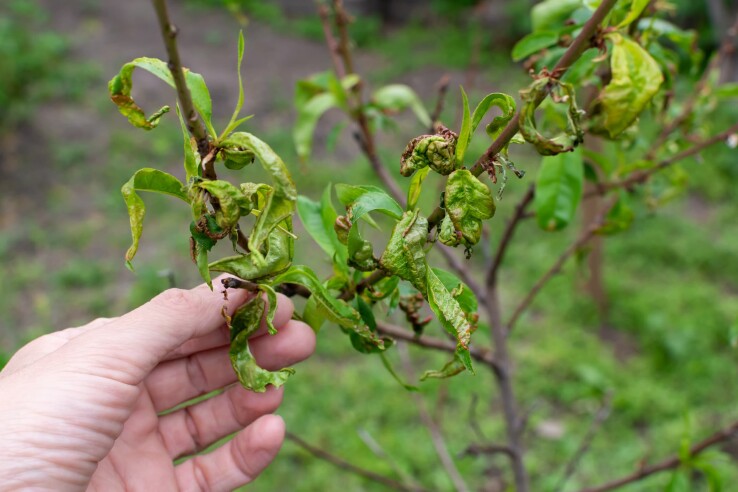 Une main tient une pousse dont les feuilles sont enroulées et décolorées, signe d'une maladie végétale affectant un arbre de jardin.