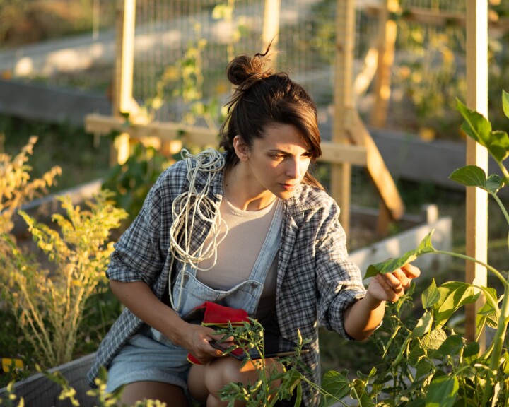 Une personne vérifie si les plantes potagères du jardin sont infestées de ravageurs ou si leurs feuilles sont attaquées.