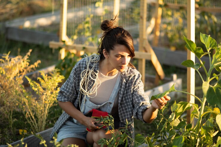 Une personne vérifie si les plantes potagères du jardin sont infestées de ravageurs ou si leurs feuilles sont attaquées.