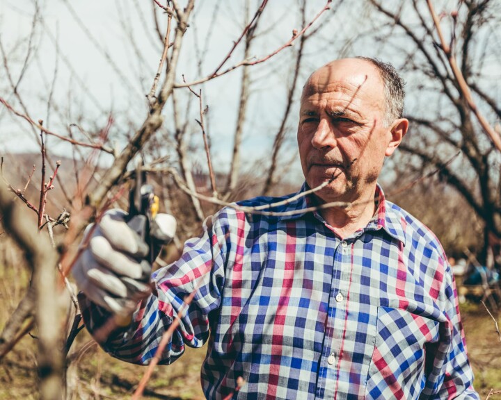 Un homme coupe les branches d'un arbre fruitier sans feuilles avec un sécateur et s'occupe des arbres et des arbustes du jardin.