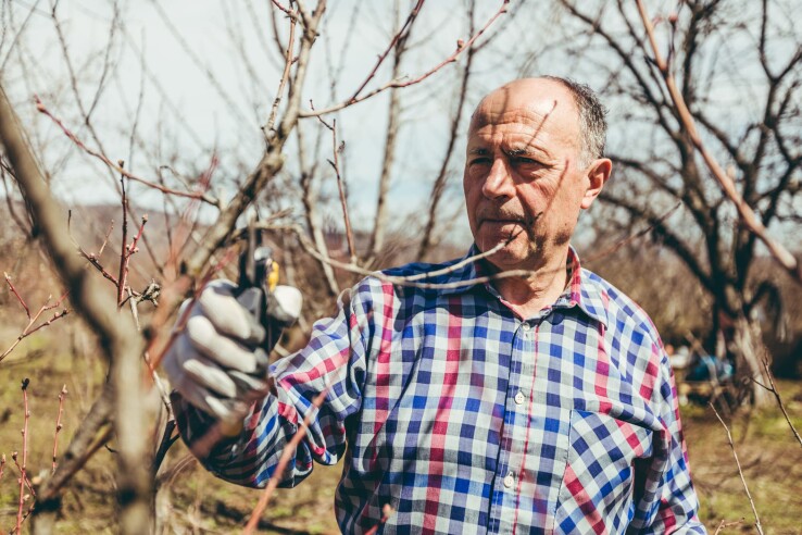 Un homme coupe les branches d'un arbre fruitier sans feuilles avec un sécateur et s'occupe des arbres et des arbustes du jardin.