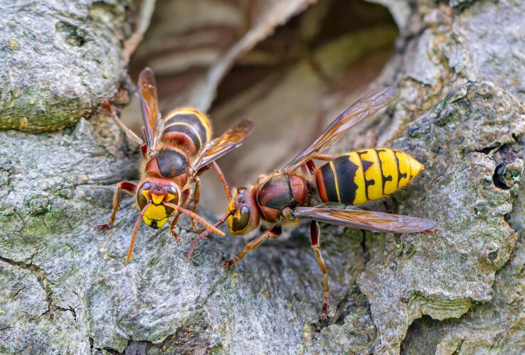 Hornissen vor einem Nest