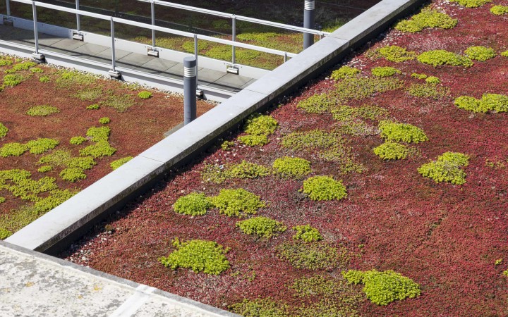 Dachsubstrat: Tipps für die Dachbegrünung