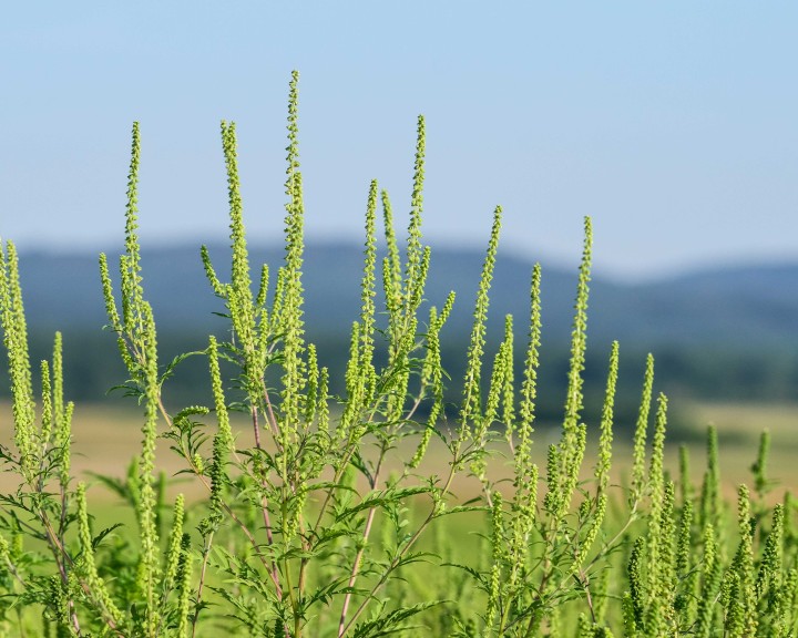 Garten Neophyten myky