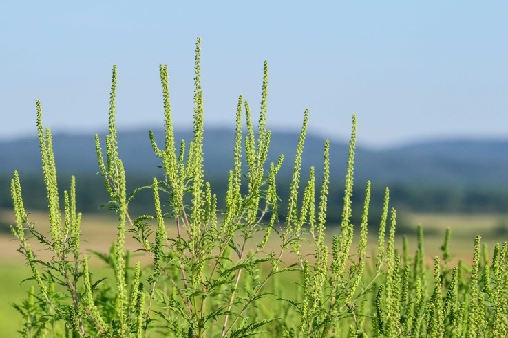 Garten Neophyten myky