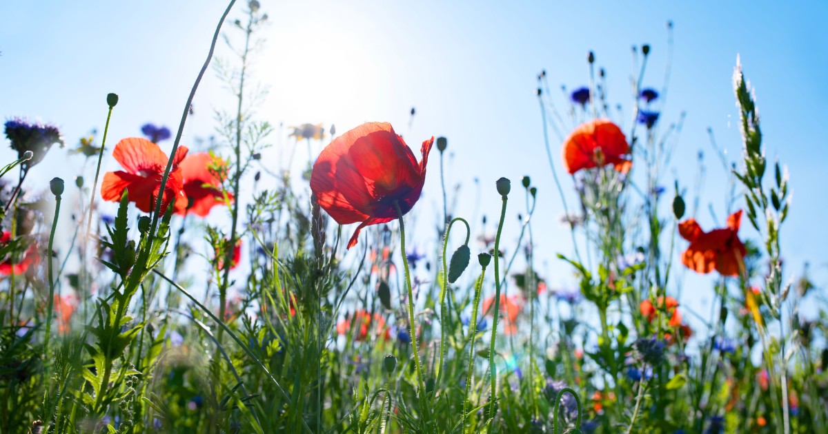 Wildblumenwiese anlegen im Garten So geht’s