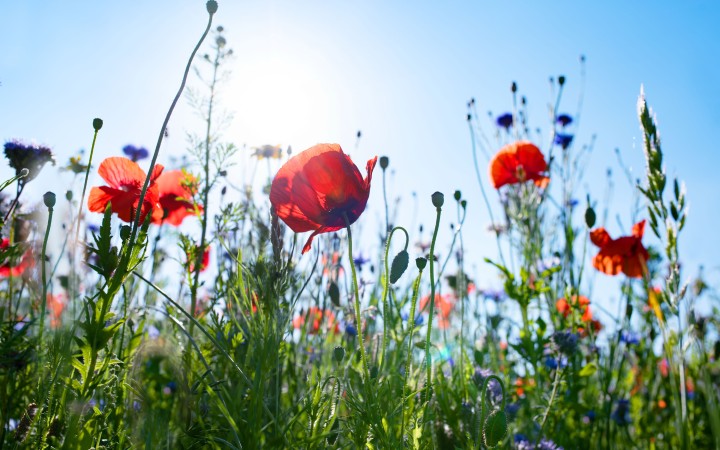 Garten myky Wildblumenwiese