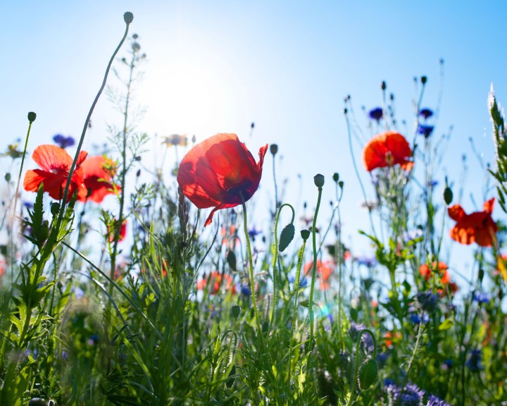 Garten myky Wildblumenwiese