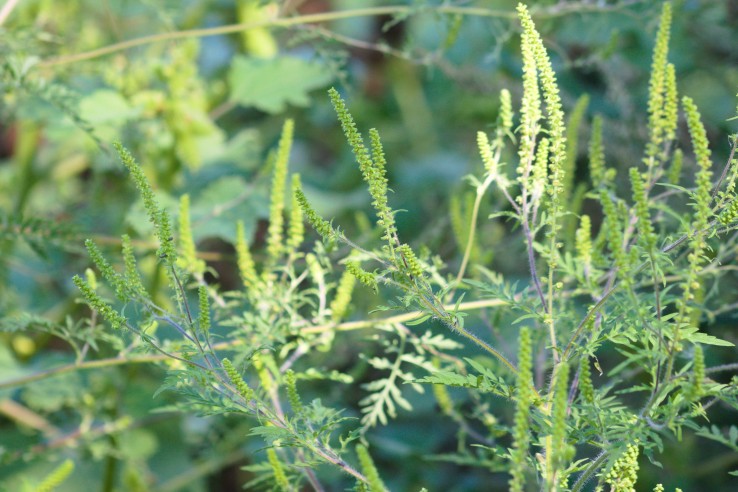 beifussblaettriges traubenkraut myky