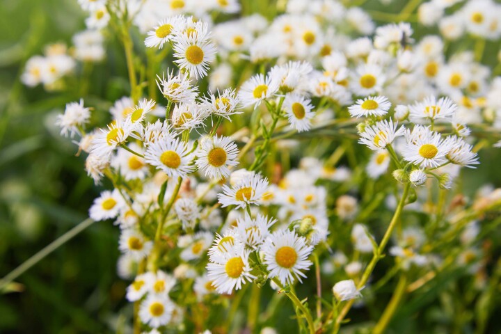 Vergerette annuelle